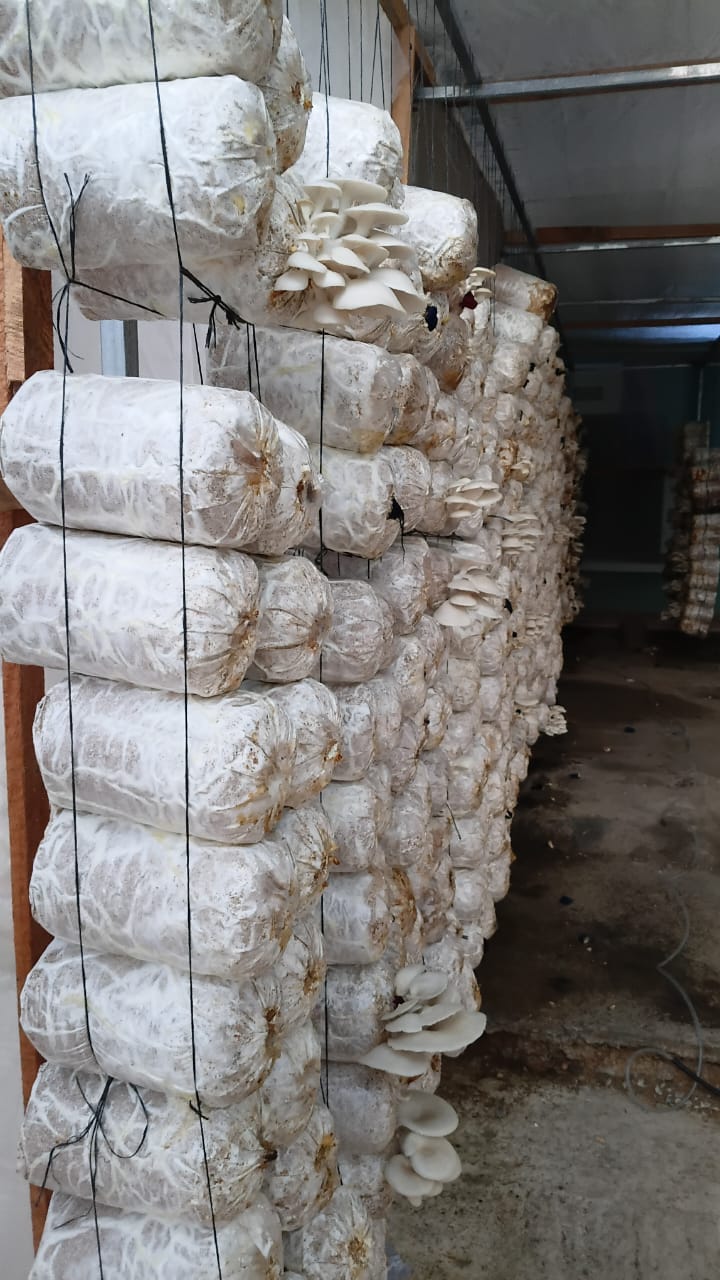 Mushroom Farm