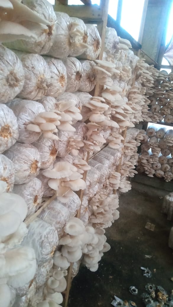 Harvest Process